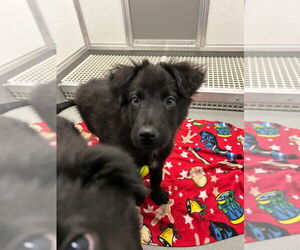 Borador Dogs for adoption in Bryant, AR, USA