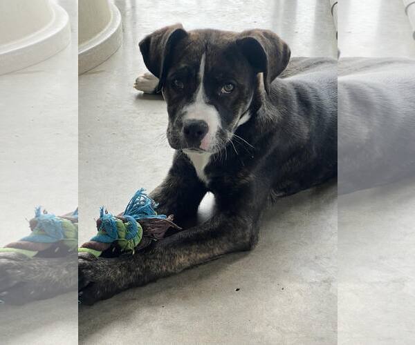 Medium Photo #1 Mutt Puppy For Sale in Pryor, OK, USA