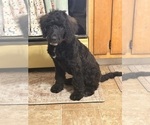 Image preview for Ad Listing. Nickname: Rufus