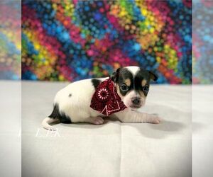 Chihuahua Puppy for sale in WINNSBORO, LA, USA