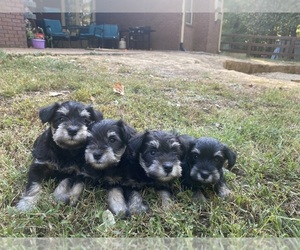 Schnauzer (Miniature) Puppy for sale in MT PLEASANT, MS, USA