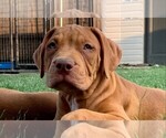 Small Photo #13 American Bully Puppy For Sale in FORT WORTH, TX, USA