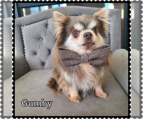 Medium Photo #1 Chihuahua-Unknown Mix Puppy For Sale in Princeton, MN, USA