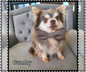 Chihuahua-Unknown Mix Dogs for adoption in Princeton, MN, USA