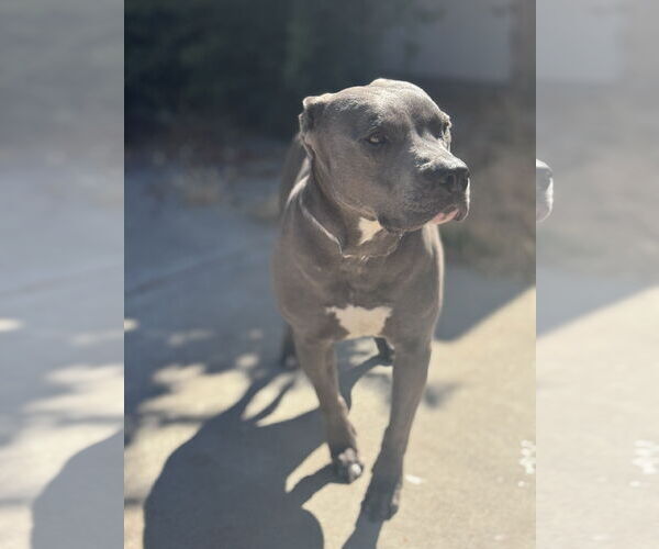Medium Photo #1 American Pit Bull Terrier-Unknown Mix Puppy For Sale in Woodland, CA, USA