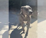 Small American Pit Bull Terrier Mix