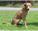 Small #2 Retriever  Mix
