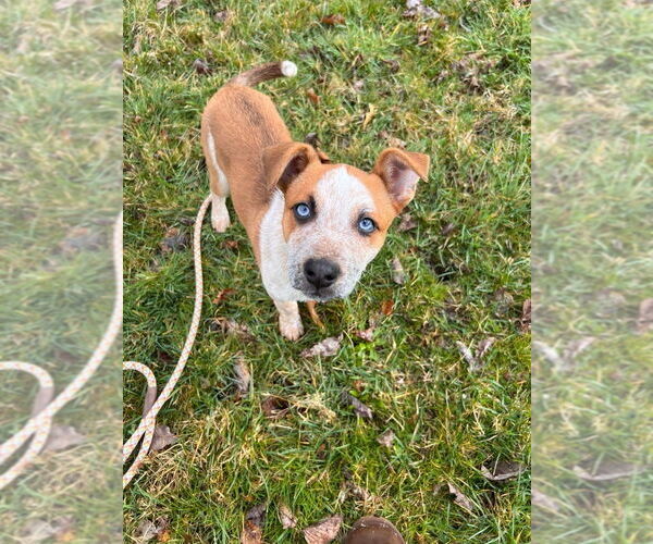 Medium Photo #1 Mutt Puppy For Sale in Springdale, PA, USA