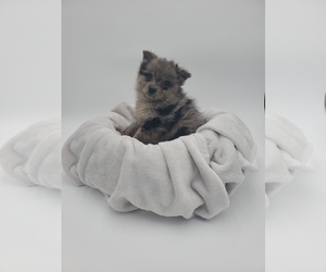 Pomeranian Puppy for sale in GOSHEN, IN, USA