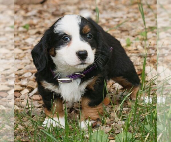 Medium Photo #3 Bernedoodle (Miniature) Puppy For Sale in HONEY BROOK, PA, USA