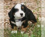 Small Photo #3 Bernedoodle (Miniature) Puppy For Sale in HONEY BROOK, PA, USA