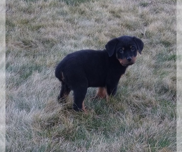 Full screen Photo #7 Rottweiler Puppy For Sale in FREDERICKSBURG, OH, USA