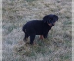 Small Photo #7 Rottweiler Puppy For Sale in FREDERICKSBURG, OH, USA