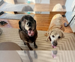 Mastador Dogs for adoption in Caldwell, NJ, USA