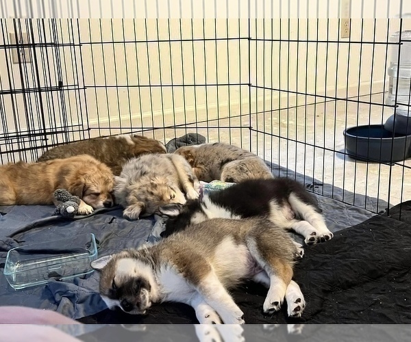 Medium Photo #12 Akita-Australian Shepherd Mix Puppy For Sale in NEWPORT NEWS, VA, USA