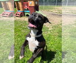 Small #15 Boxer Mix
