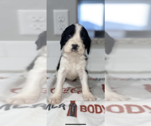 English Springer Spaniel Puppy for sale in MIDDLETON, ID, USA