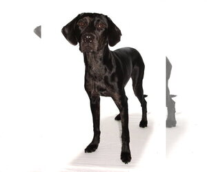 Jobi - Male Mutt Dog for Adoption - Photo #4