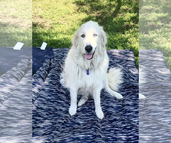 Medium Photo #8 Great Pyrenees Puppy For Sale in Spring, TX, USA
