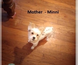 Mother of the Yorkshire Terrier puppies born on 06/15/2025