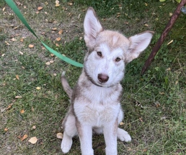Medium Photo #8 Alaskan Malamute-German Shepherd Dog Mix Puppy For Sale in ANCHORAGE, AK, USA