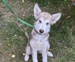 Litter of 10 - Male(s) and Female(s) Alaskan Malamute-German Shepherd Dog MixLitter of Puppies for Sale - Photo #8