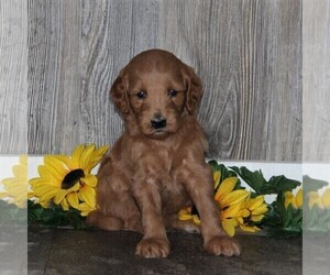 Goldendoodle-Poodle (Standard) Mix Puppy for sale in HONEY BROOK, PA, USA