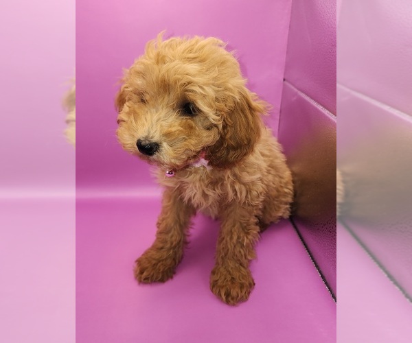 Medium Photo #6 Poodle (Miniature) Puppy For Sale in BLUE MOUND, TX, USA