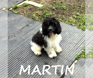 Medium Cockapoo