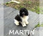 Small Cockapoo