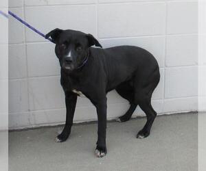 American Pit Bull Terrier-Labrador Retriever Mix Dogs for adoption in Louisville, KY, USA