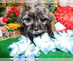 Small Photo #9 Havanese Puppy For Sale in HAMMOND, IN, USA
