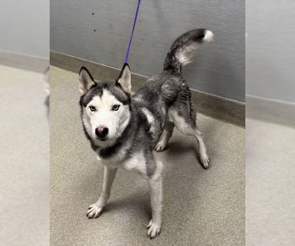 Medium Photo #1 Huskies -Unknown Mix Puppy For Sale in Las Vegas, NV, USA