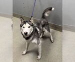 Small Huskies  Mix