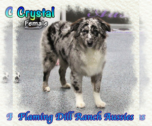 Miniature Australian Shepherd Puppy for sale in FORESTBURG, TX, USA