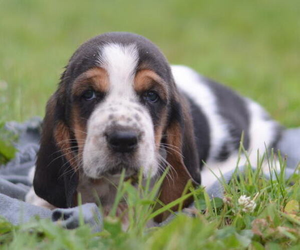 Medium Photo #7 Basset Hound Puppy For Sale in ORRVILLE, OH, USA