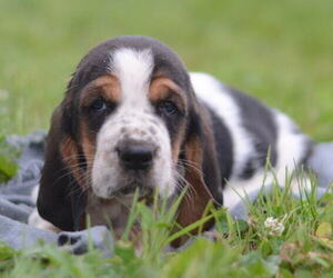 Medium Basset Hound