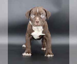 American Bully Puppy for sale in CHAMPAIGN, IL, USA