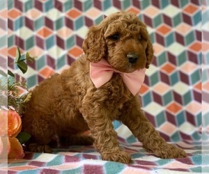 Goldendoodle (Miniature) Puppy for sale in LANCASTER, PA, USA