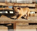 Small Photo #2 French Bulldog Puppy For Sale in SANTA CLARITA, CA, USA