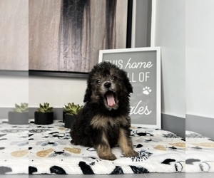 Cavapoo Puppy for sale in FRANKLIN, IN, USA