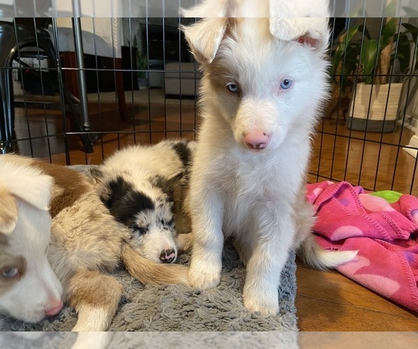 Medium Photo #14 Border Collie Puppy For Sale in CHULA VISTA, CA, USA