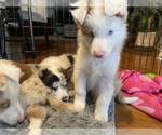 Small Photo #14 Border Collie Puppy For Sale in CHULA VISTA, CA, USA