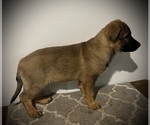 Small #11 German Shepherd Dog