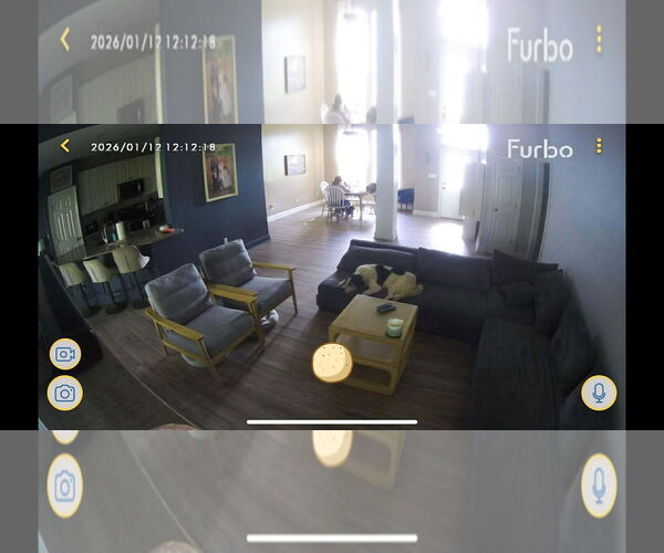 Medium Photo #6 Mutt Puppy For Sale in Gulfport, MI, USA