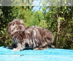 Small #24 ShihPoo