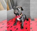 Small Photo #3 French Bulldog Puppy For Sale in FONTANA, CA, USA