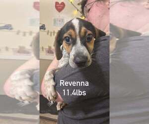 Beagle-Unknown Mix Dogs for adoption in Aurora, IN, USA