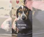 Small Beagle Mix