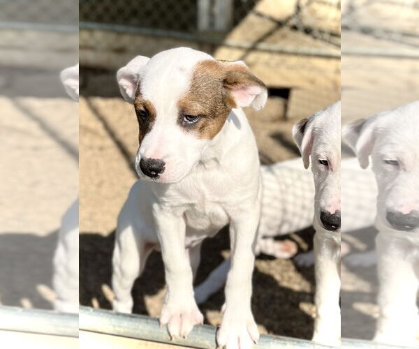 Medium Photo #2 Mutt Puppy For Sale in Estherville, IA, USA